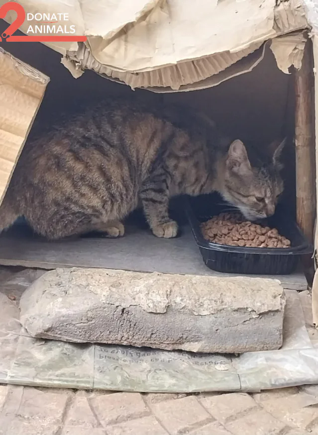 Stray cat or dog helped by donations