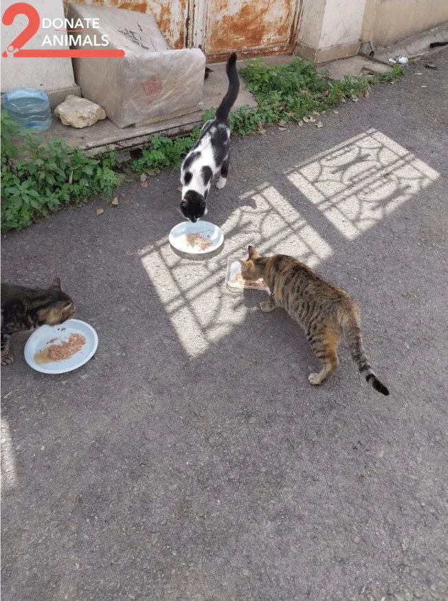 Donate Ethereum to an animal charity — field photo