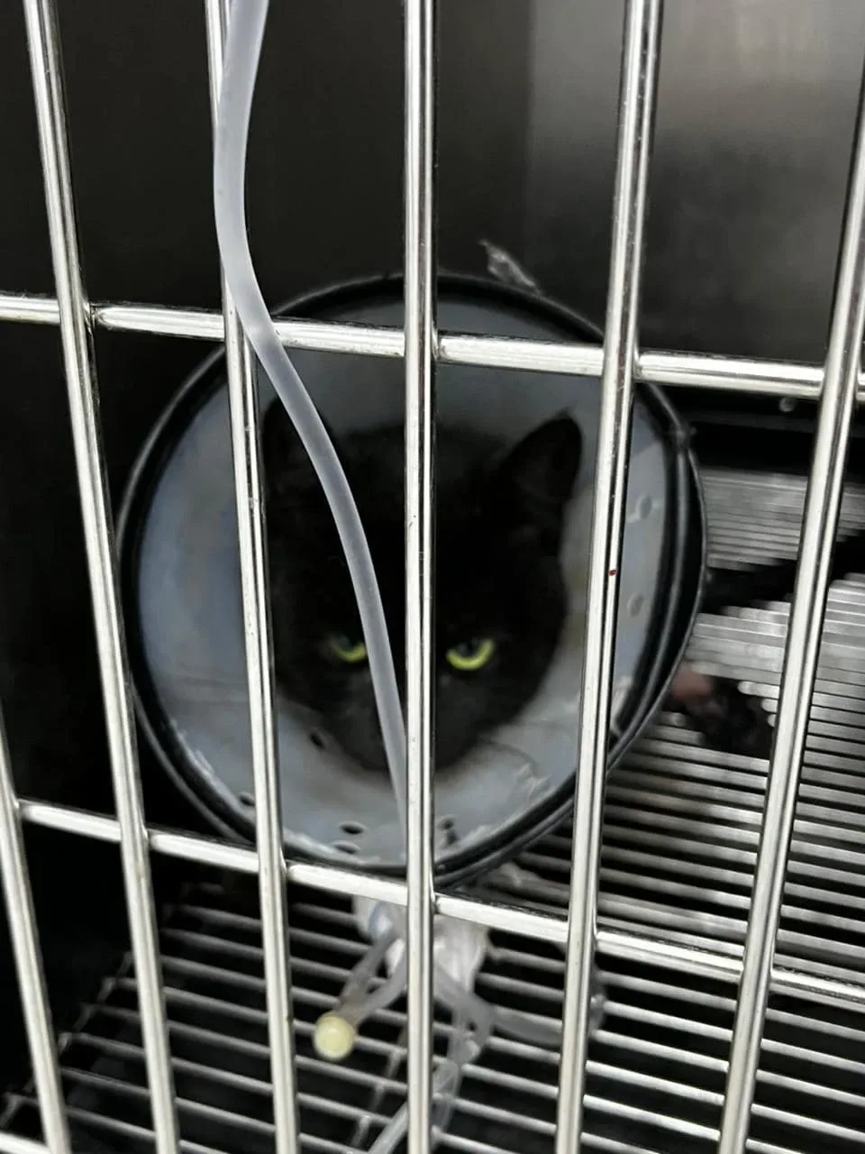 Donate Crypto to Pets — animal in our care
