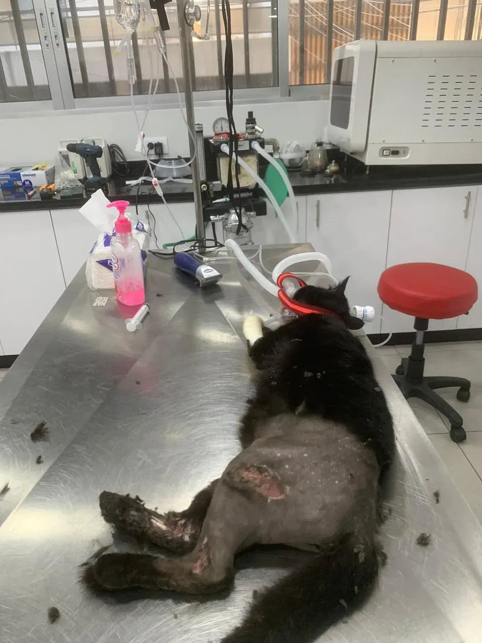 Donate Crypto to Pets — animal in our care