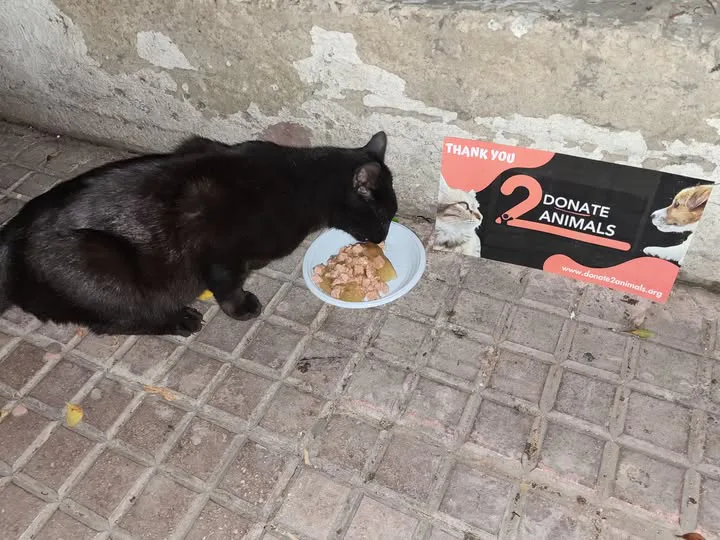 Monthly Ethereum donation for street animals spay-neuter
