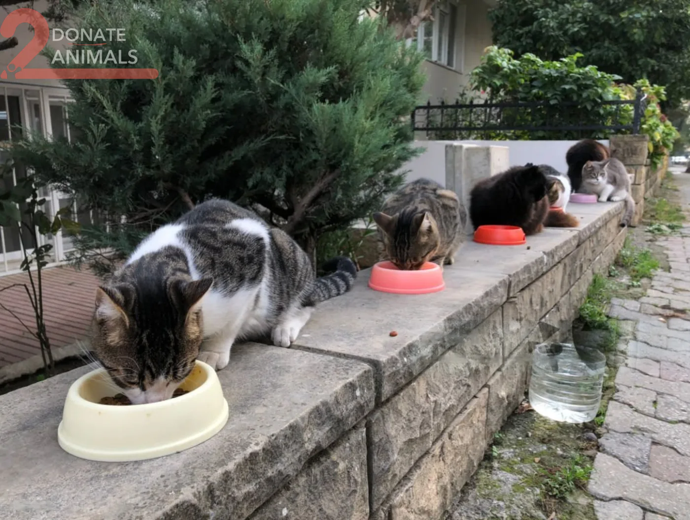 Donate USDT to stray animals