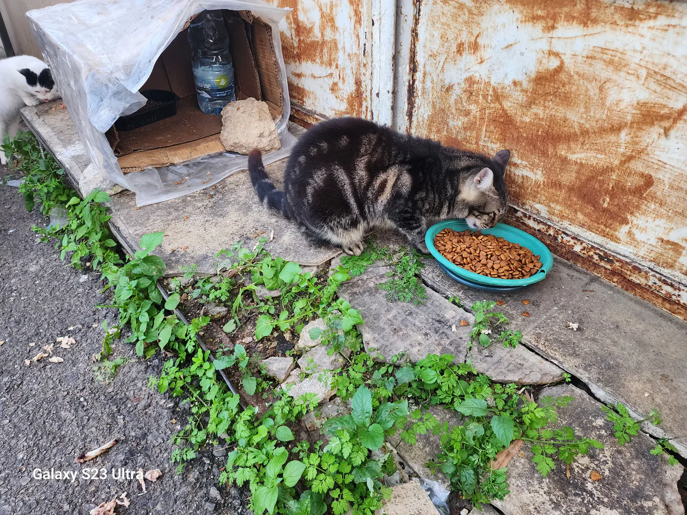 Rescued cat in our care