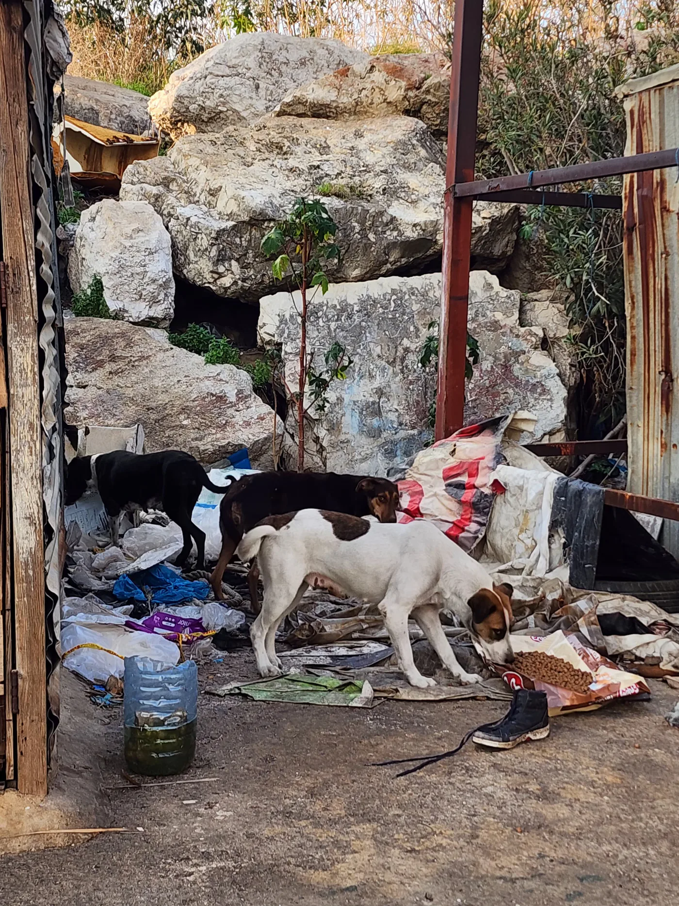Copy the TRX wallet to help stray dogs with surgery