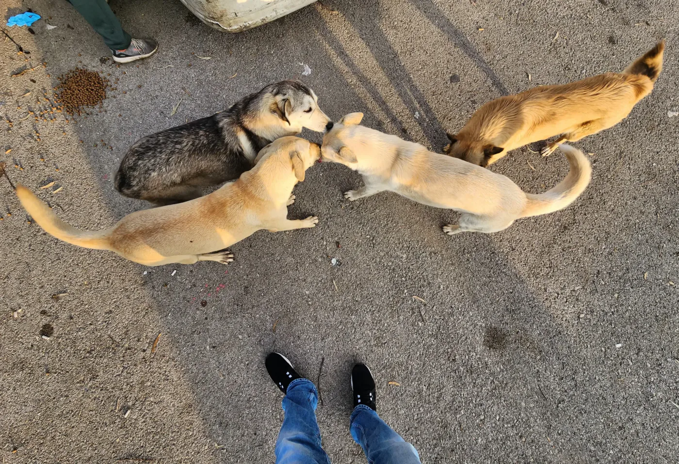 Donate Crypto to Pets — animal in our care