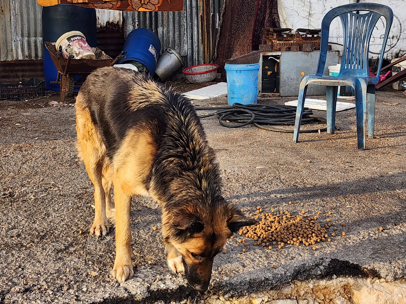 Rescued dog in our care