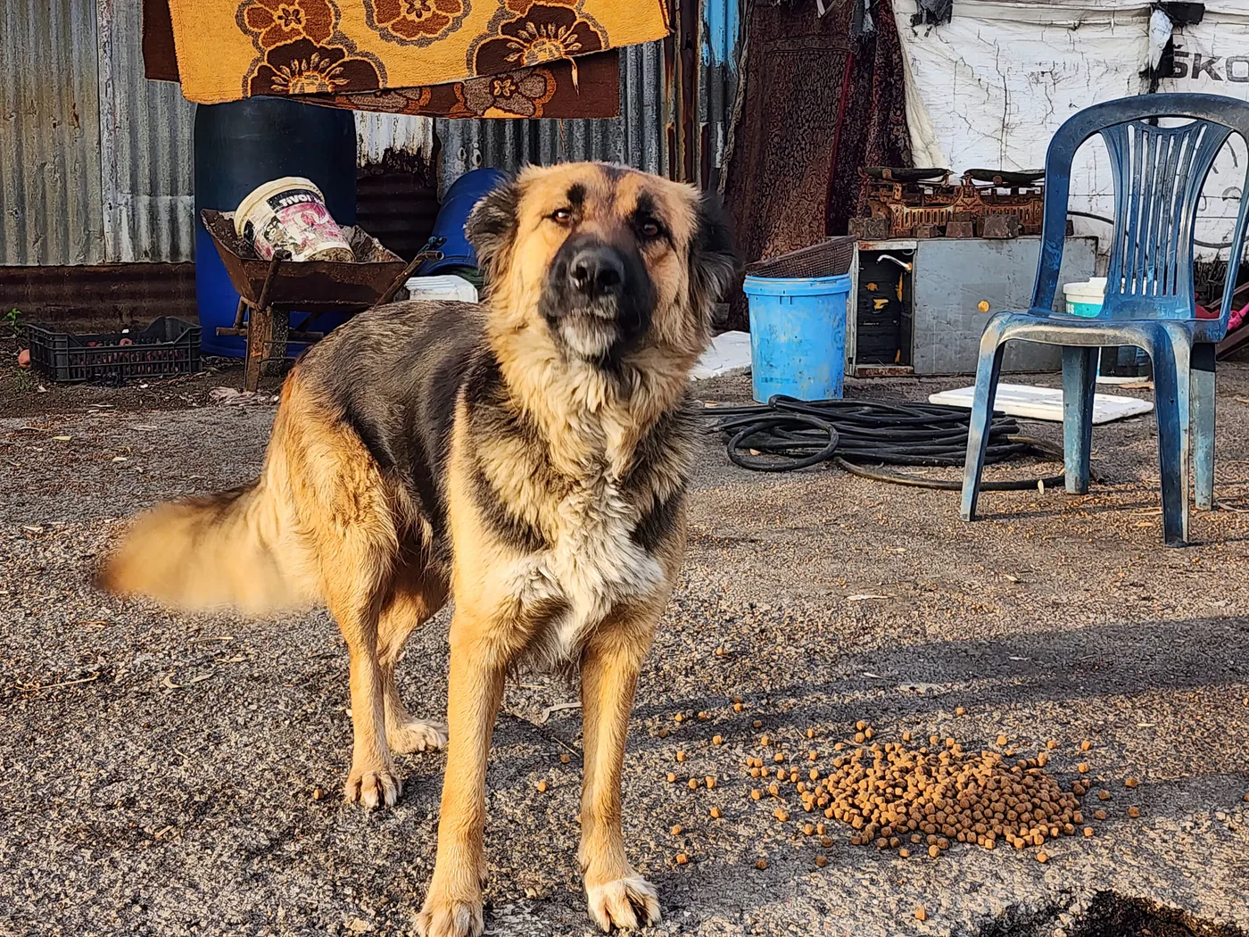 Rescued dog in our care