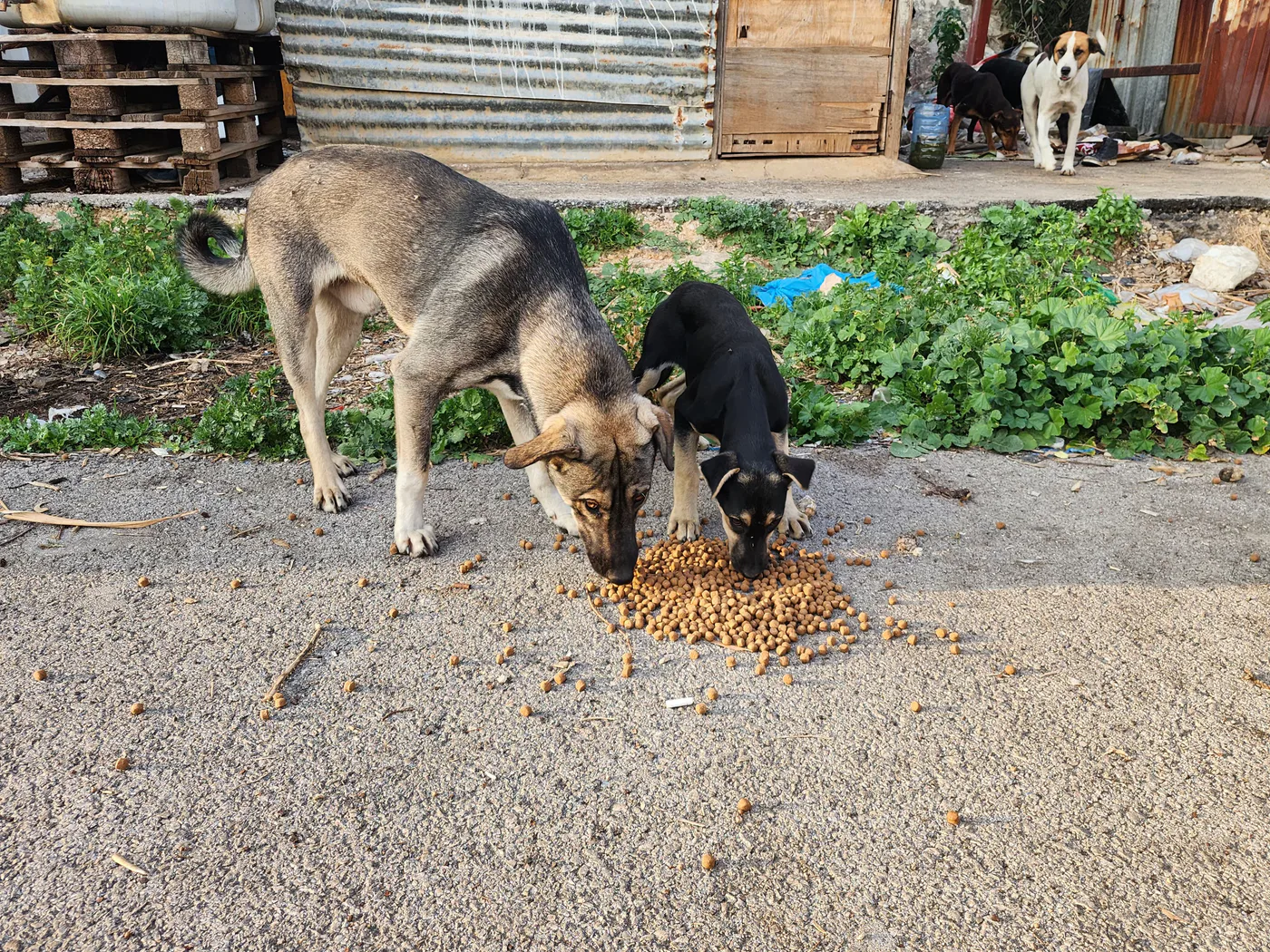 Rescued dog in our care