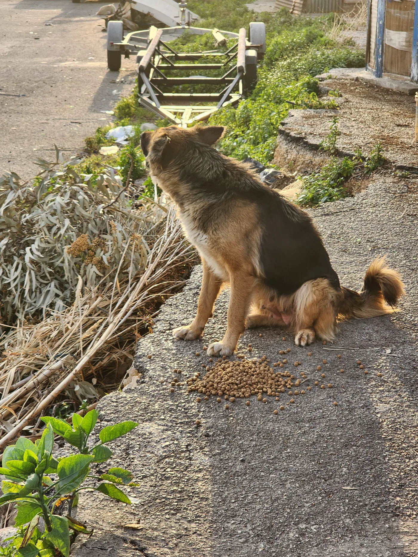 Rescued dog in our care