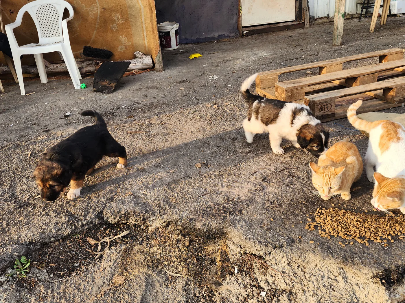 Is it safe to donate Ethereum for stray cats rescue?
