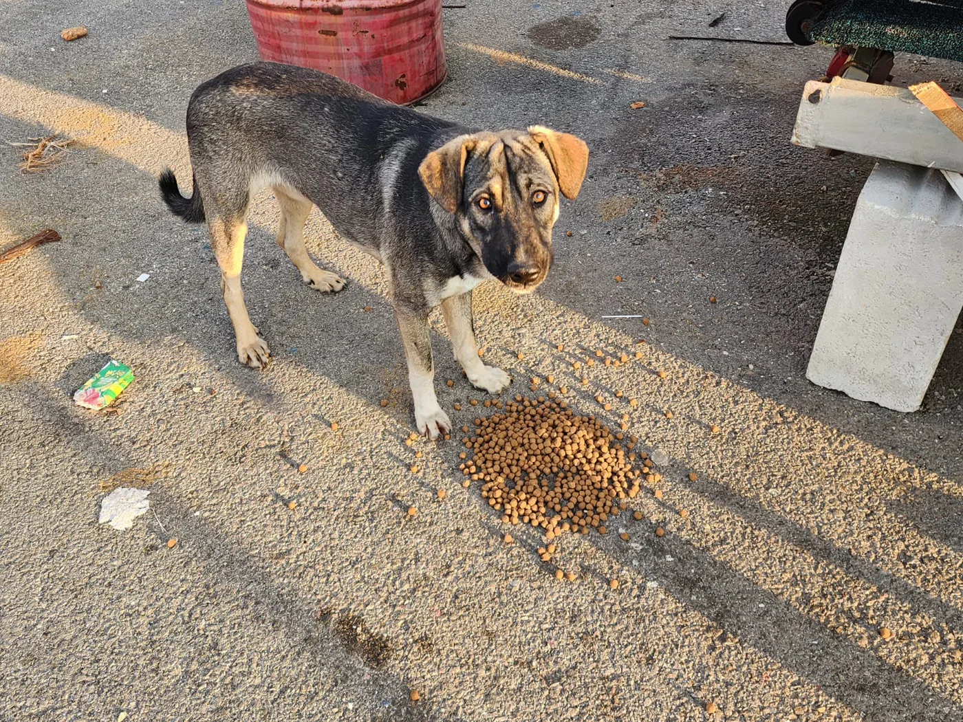 Scan a QR to donate Ethereum to stray dogs (surgery)