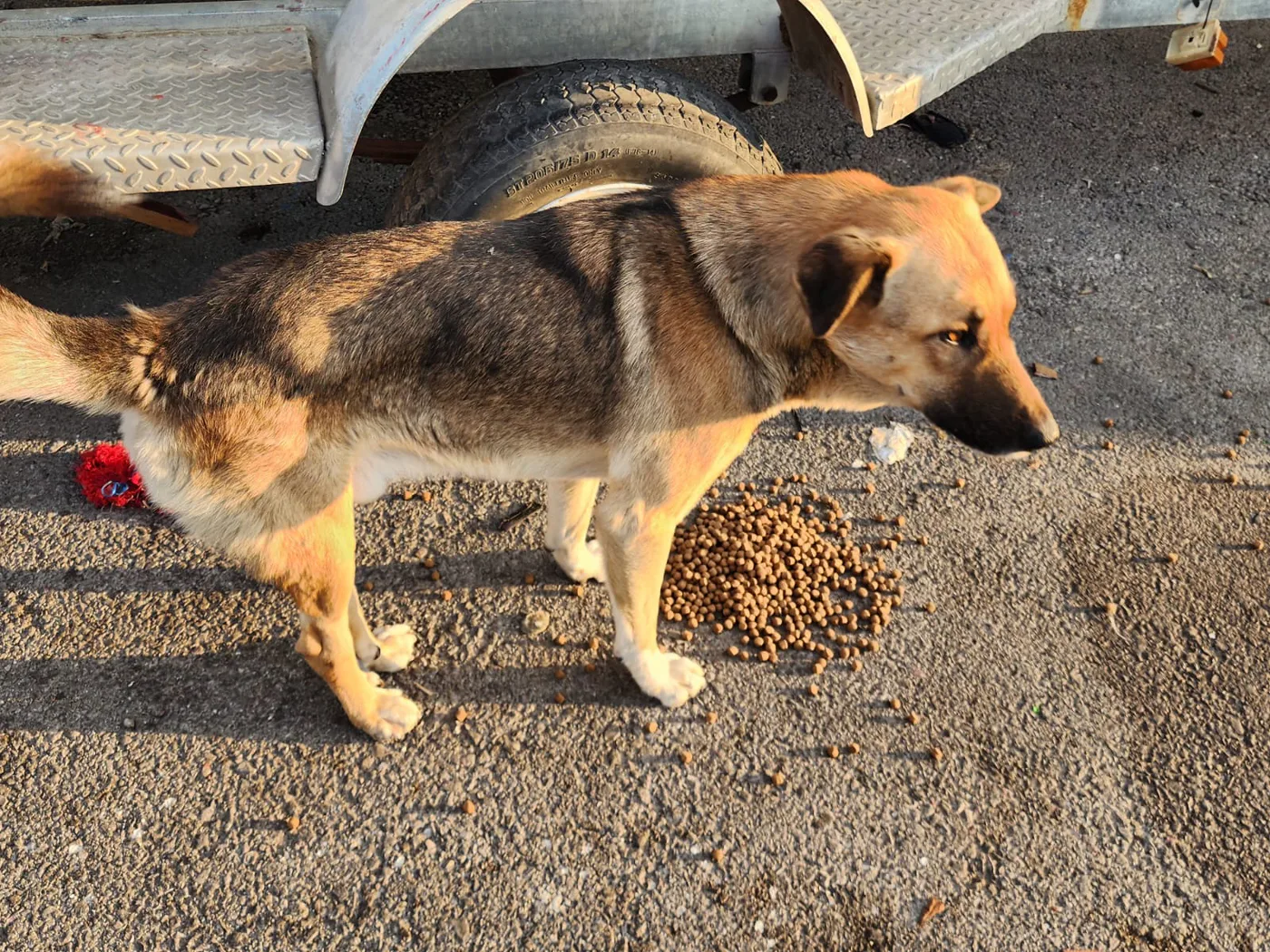 Copy the USDC wallet to help stray dogs with rescue