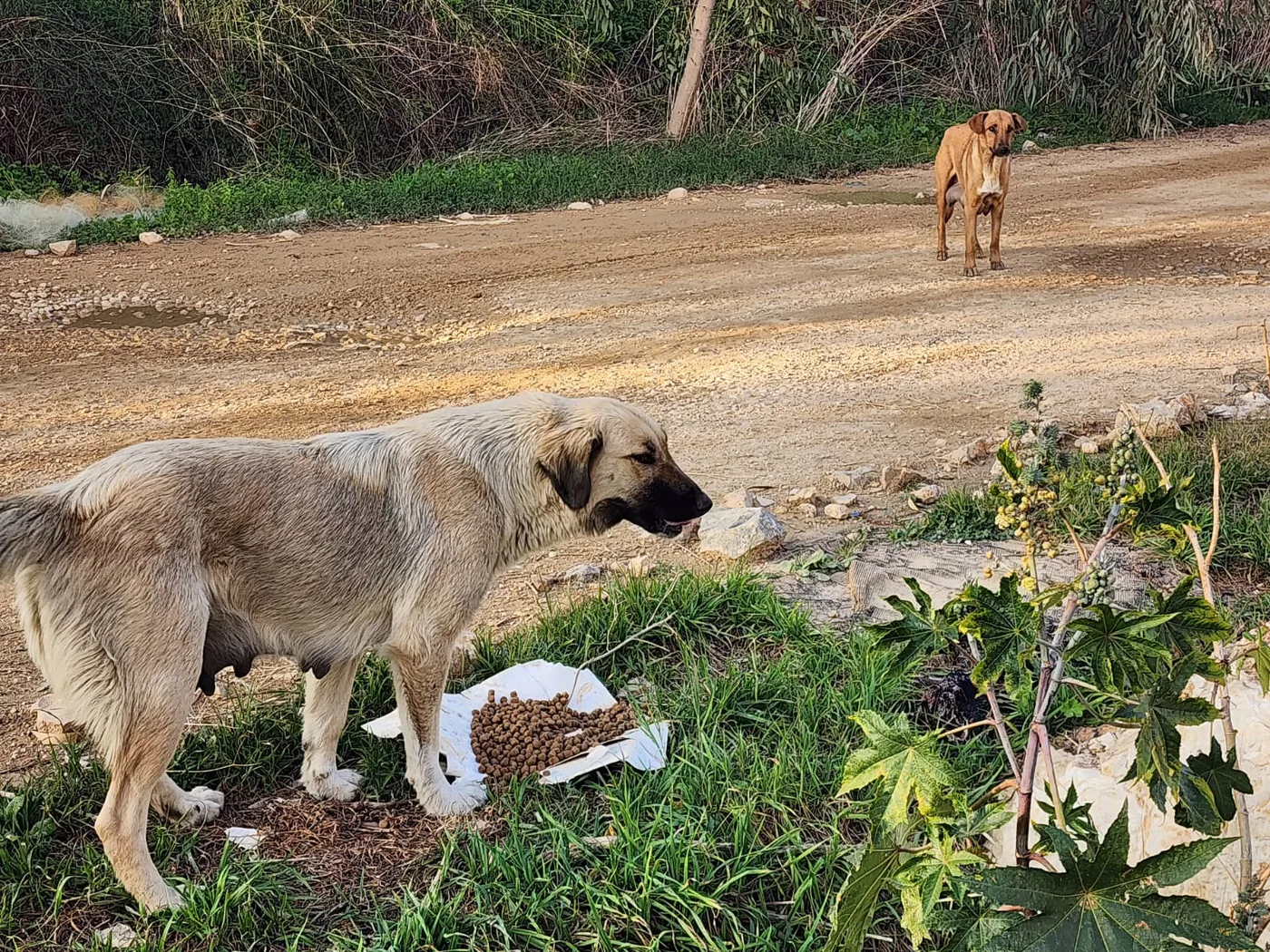 Donate Crypto to Pets — animal in our care