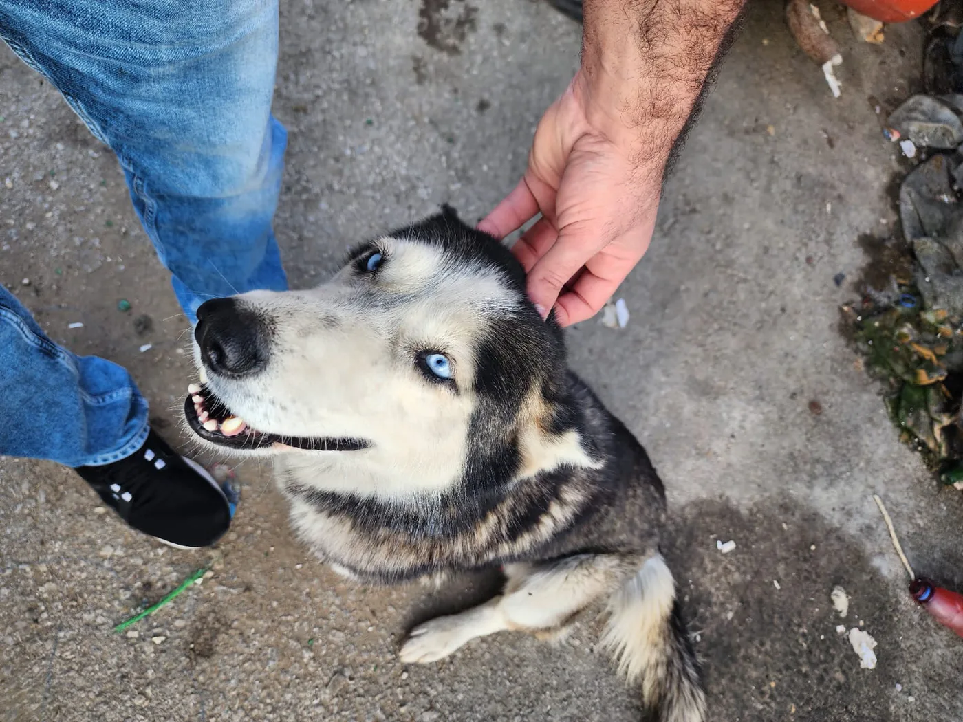 Donate Crypto to Pets — animal in our care