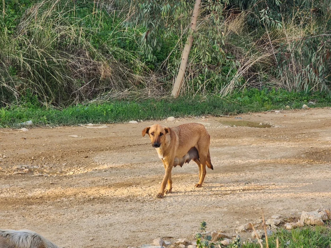 Donate Crypto to Pets — animal in our care