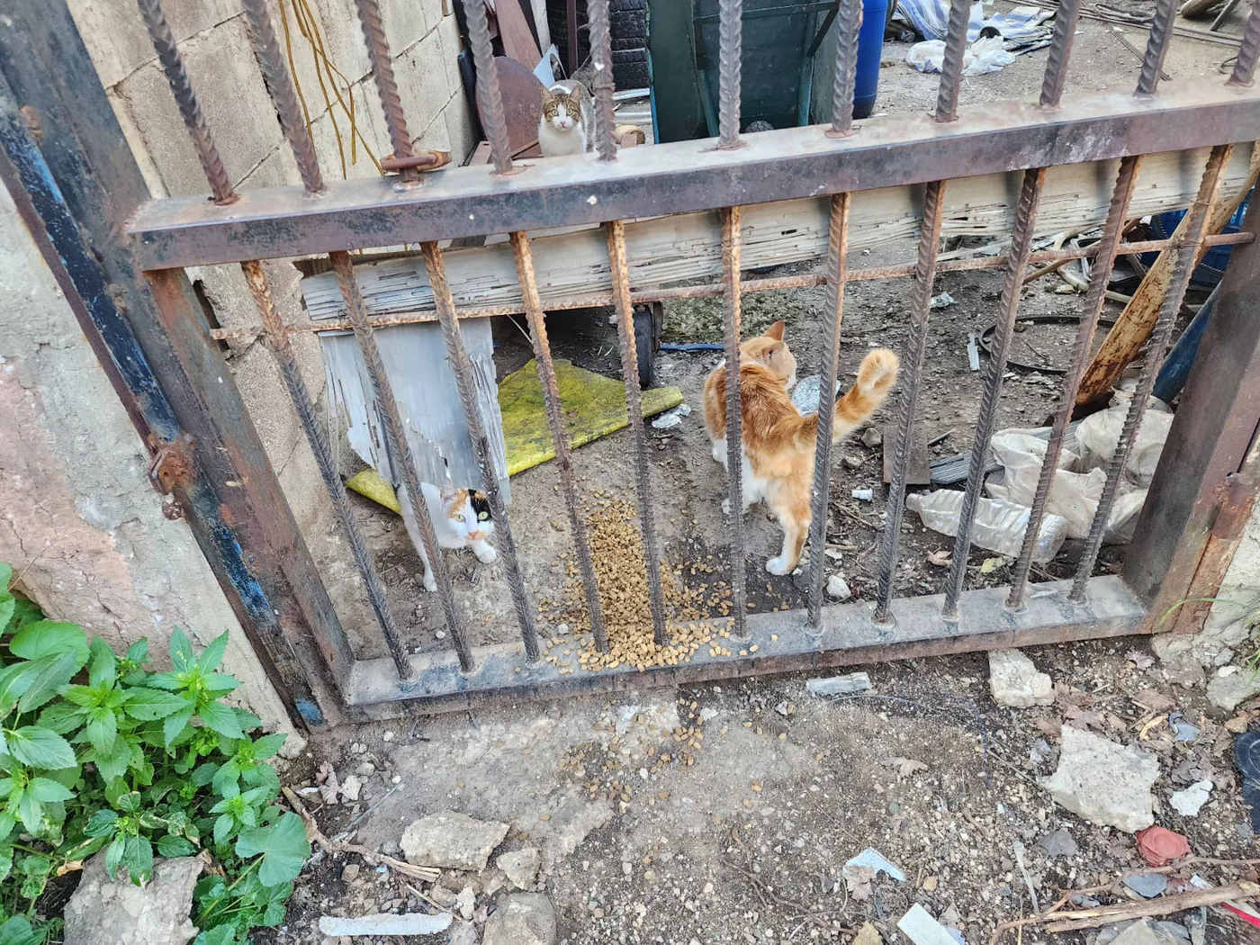Donate Crypto to Pets — animal in our care