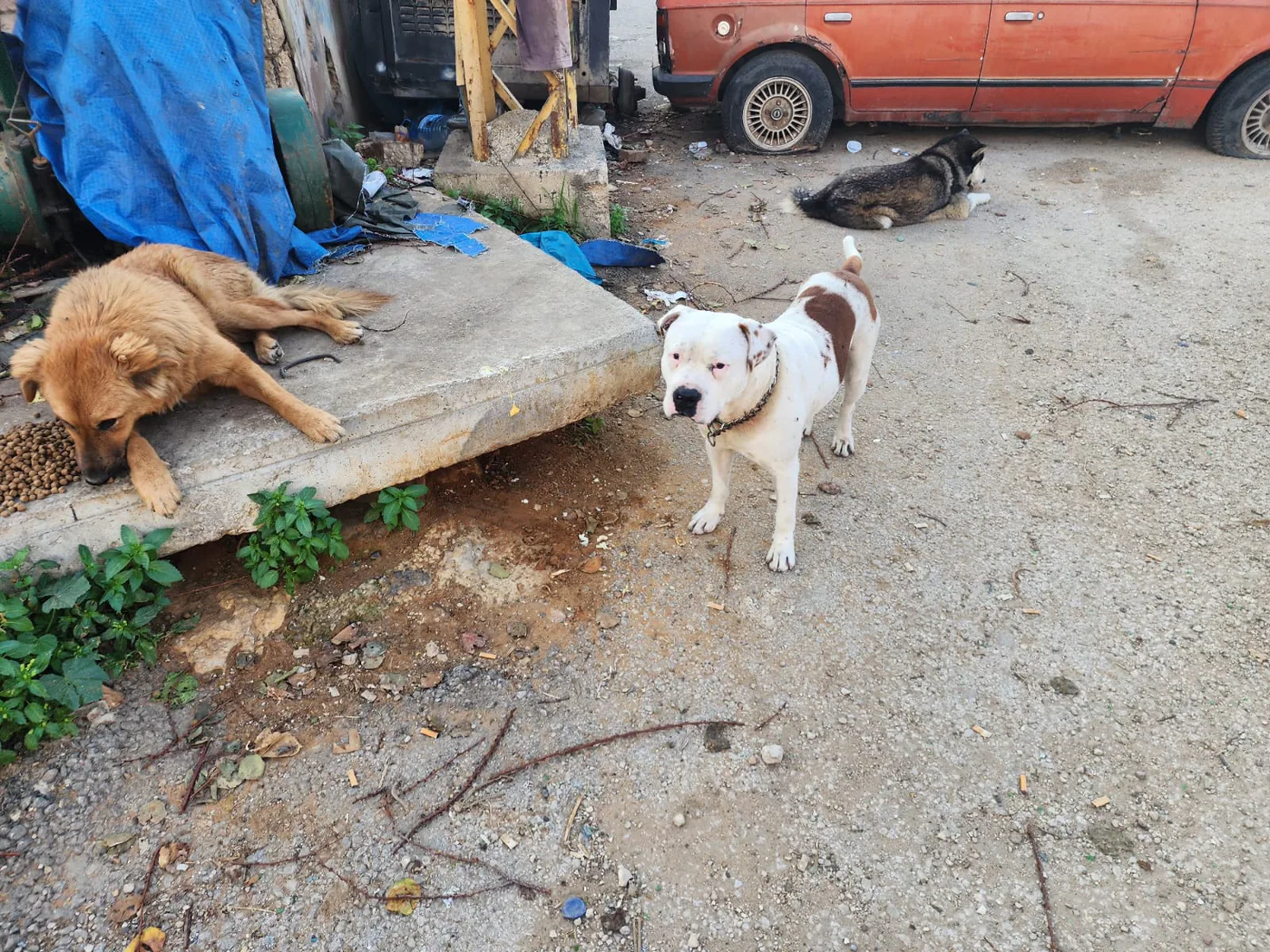 Monthly USDT donation for puppies general