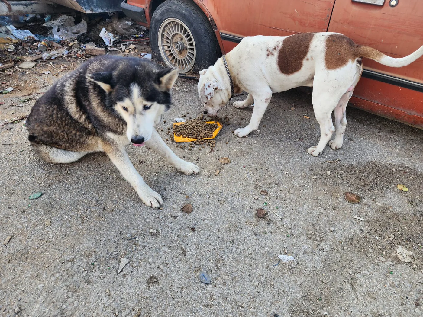 Rescued dog in our care
