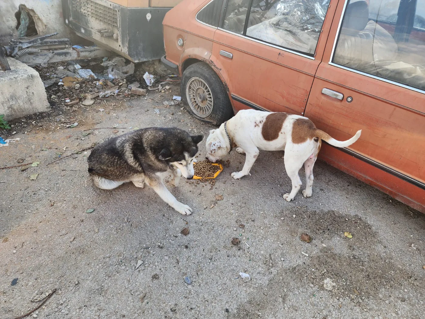 Donate Bitcoin to stray dogs rescue from another country