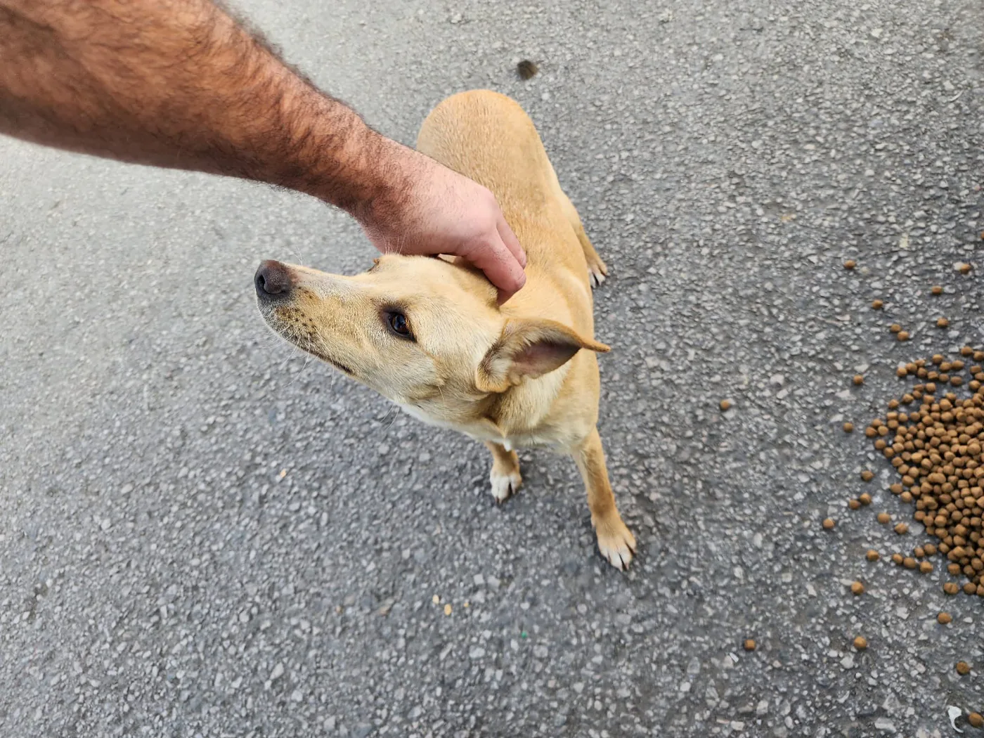 Copy the crypto wallet to help stray dogs with general