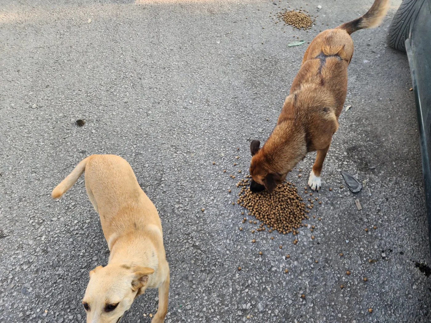Monthly USDT donation for puppies feeding