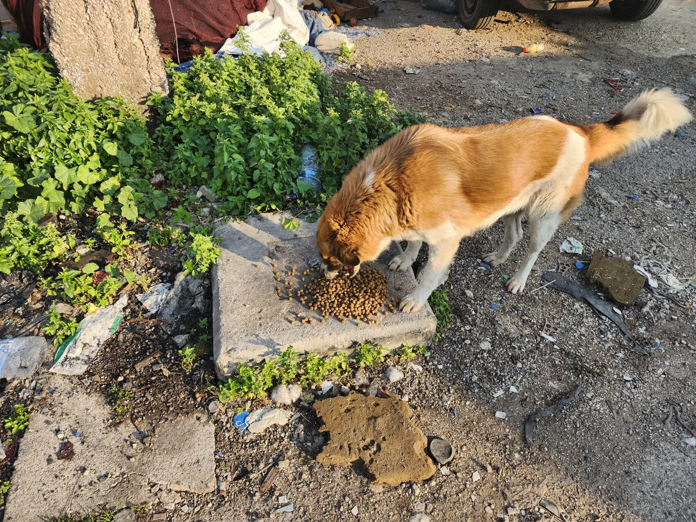 Copy the Bitcoin wallet to help stray dogs with rescue