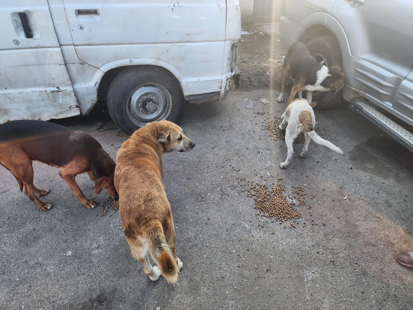 Copy the Bitcoin wallet to help stray dogs with general