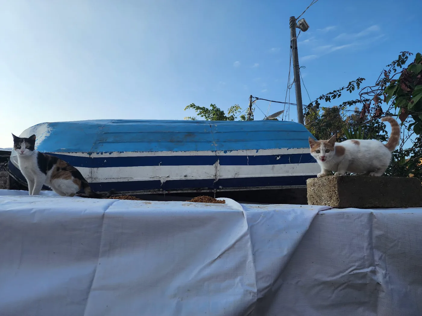 Monthly Ethereum donation for stray cats rescue