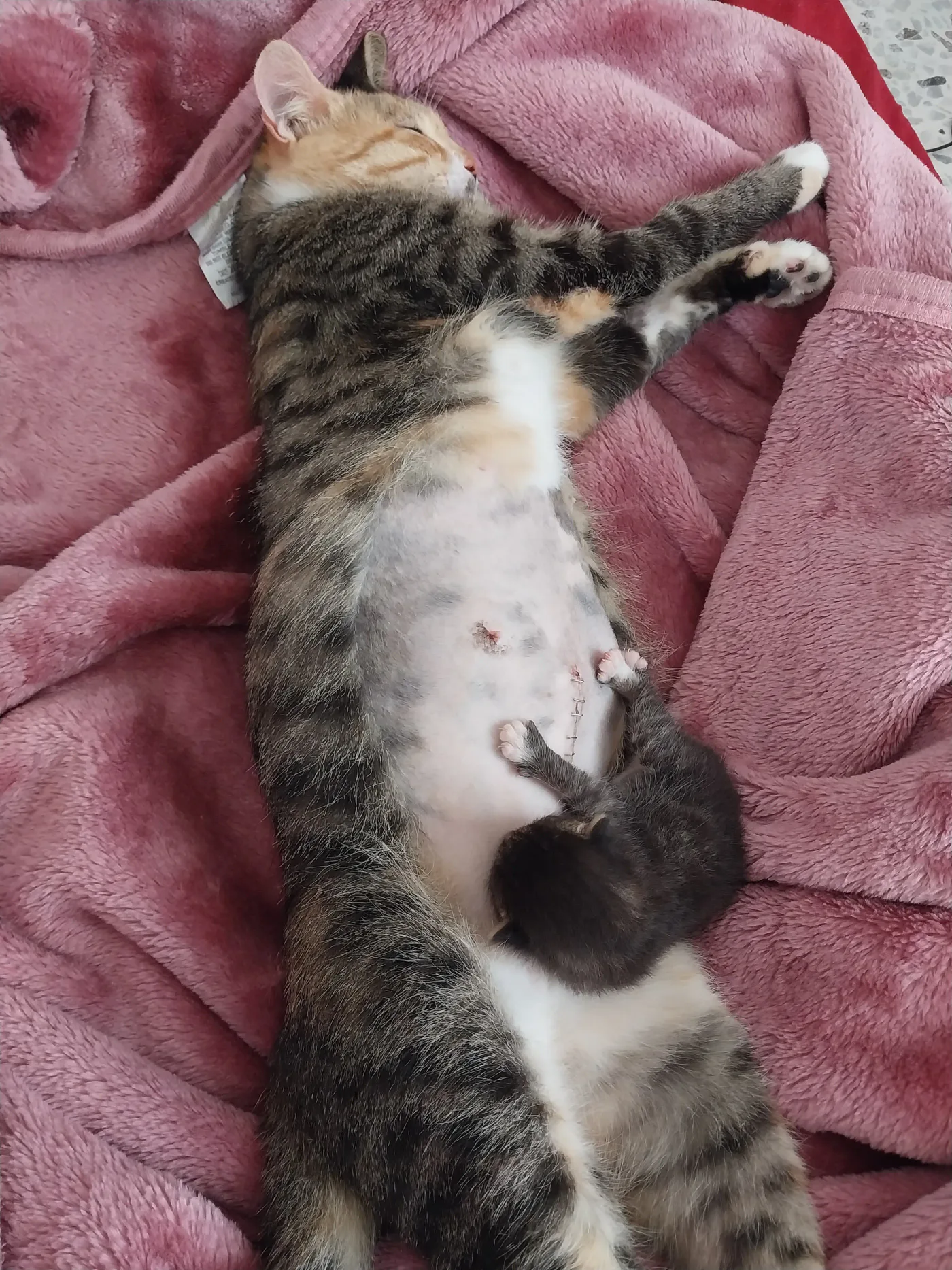 Donate Crypto to Pets — animal in our care