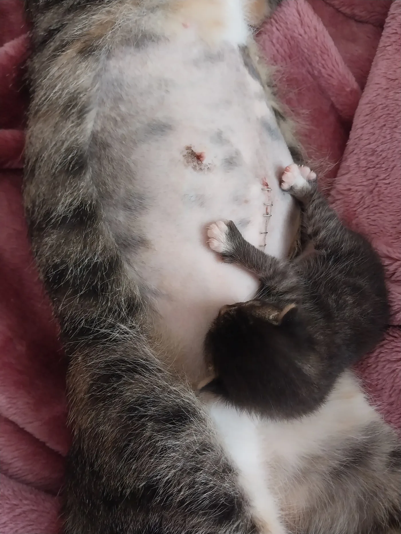 Donate Crypto to Pets — animal in our care