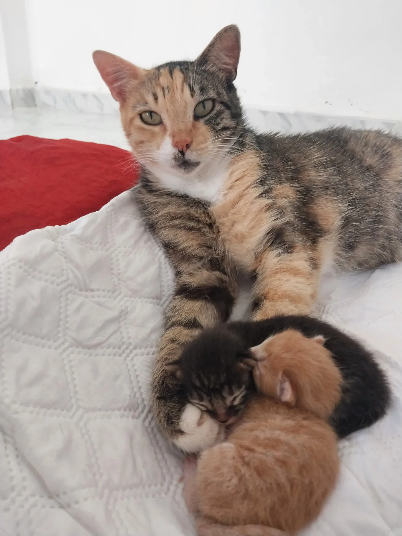 Donate Crypto to Pets — animal in our care