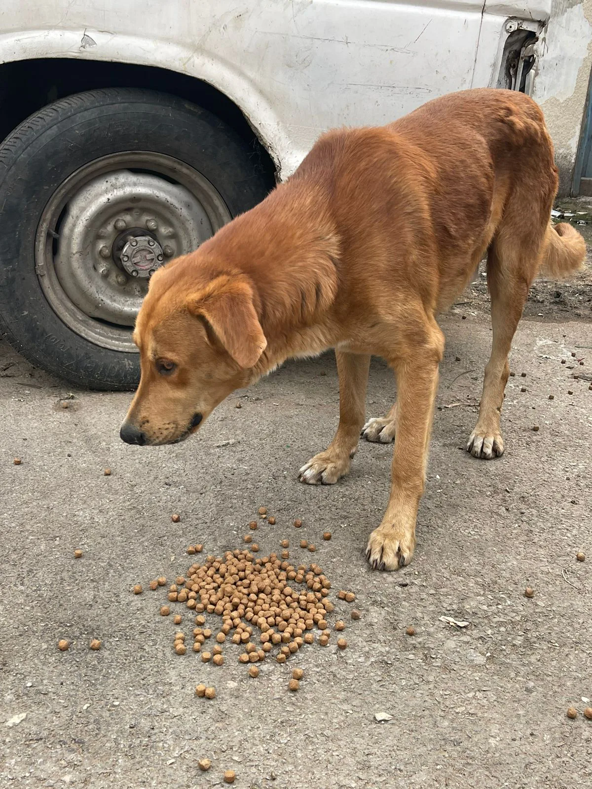 Small crypto donation to rescue for puppies