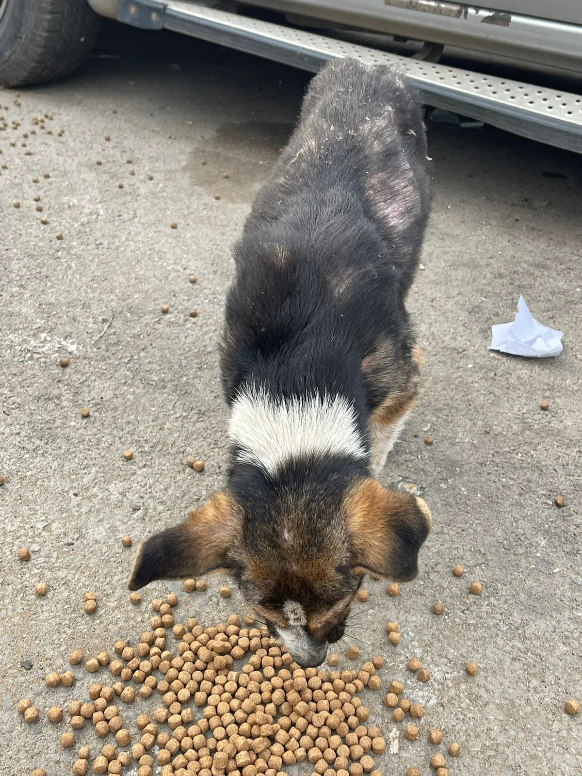 Small USDT donation to general for puppies