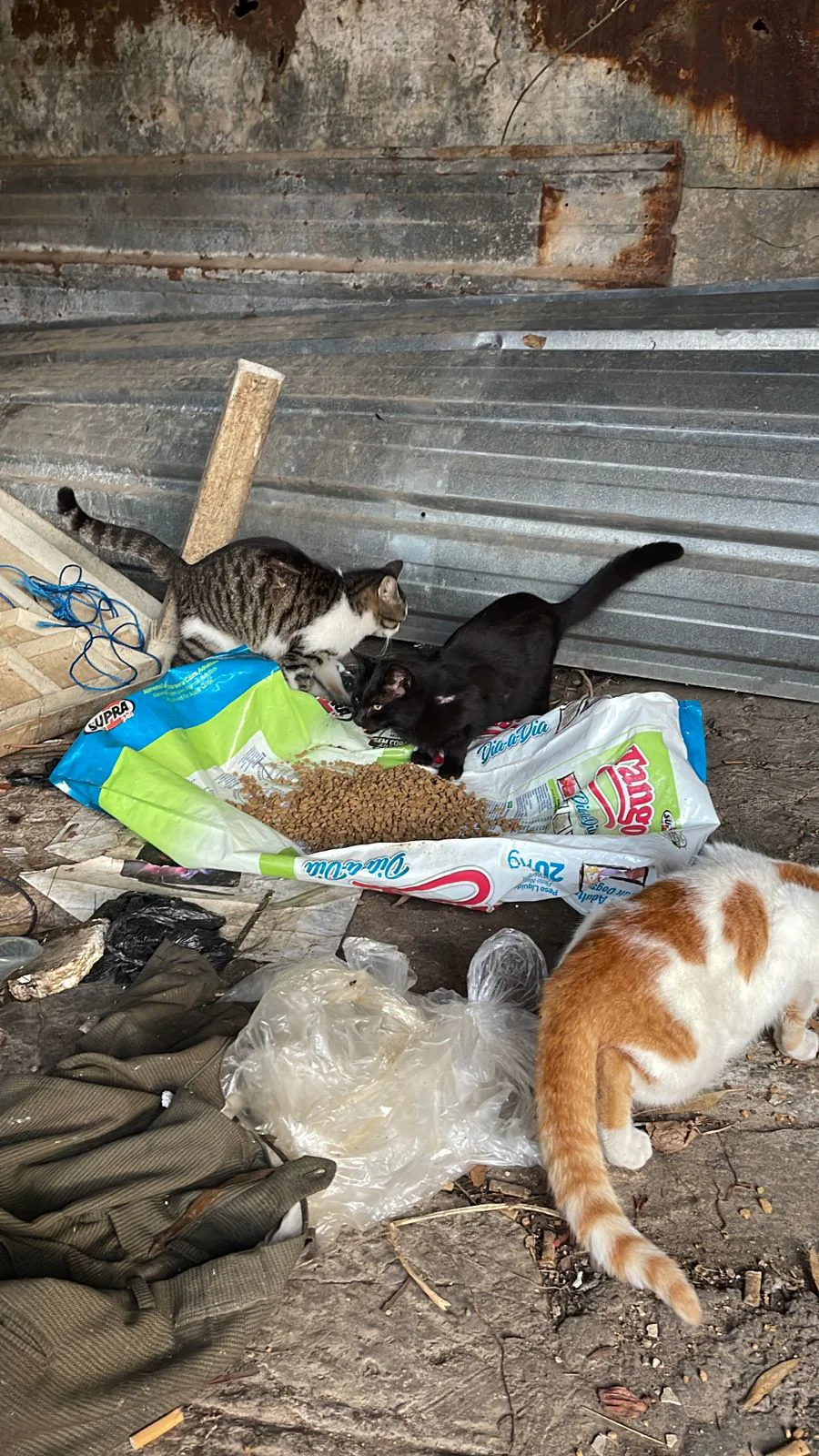 Donate crypto for an injured cat emergency — field photo