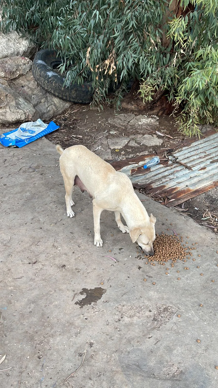 Small TRX donation to spay-neuter for puppies