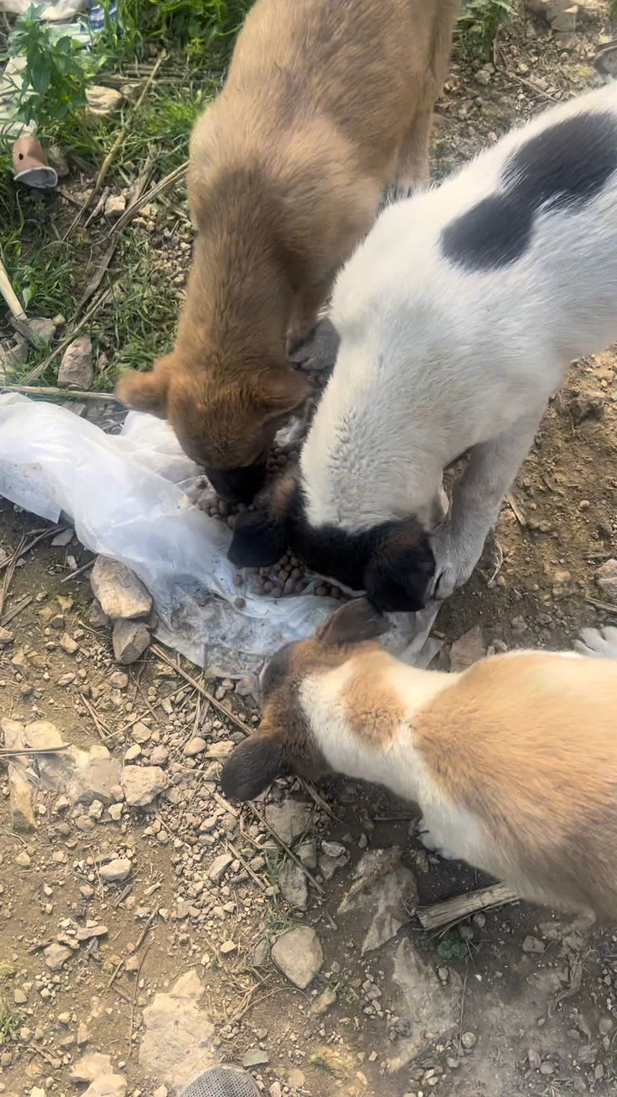 Rescued dog in our care
