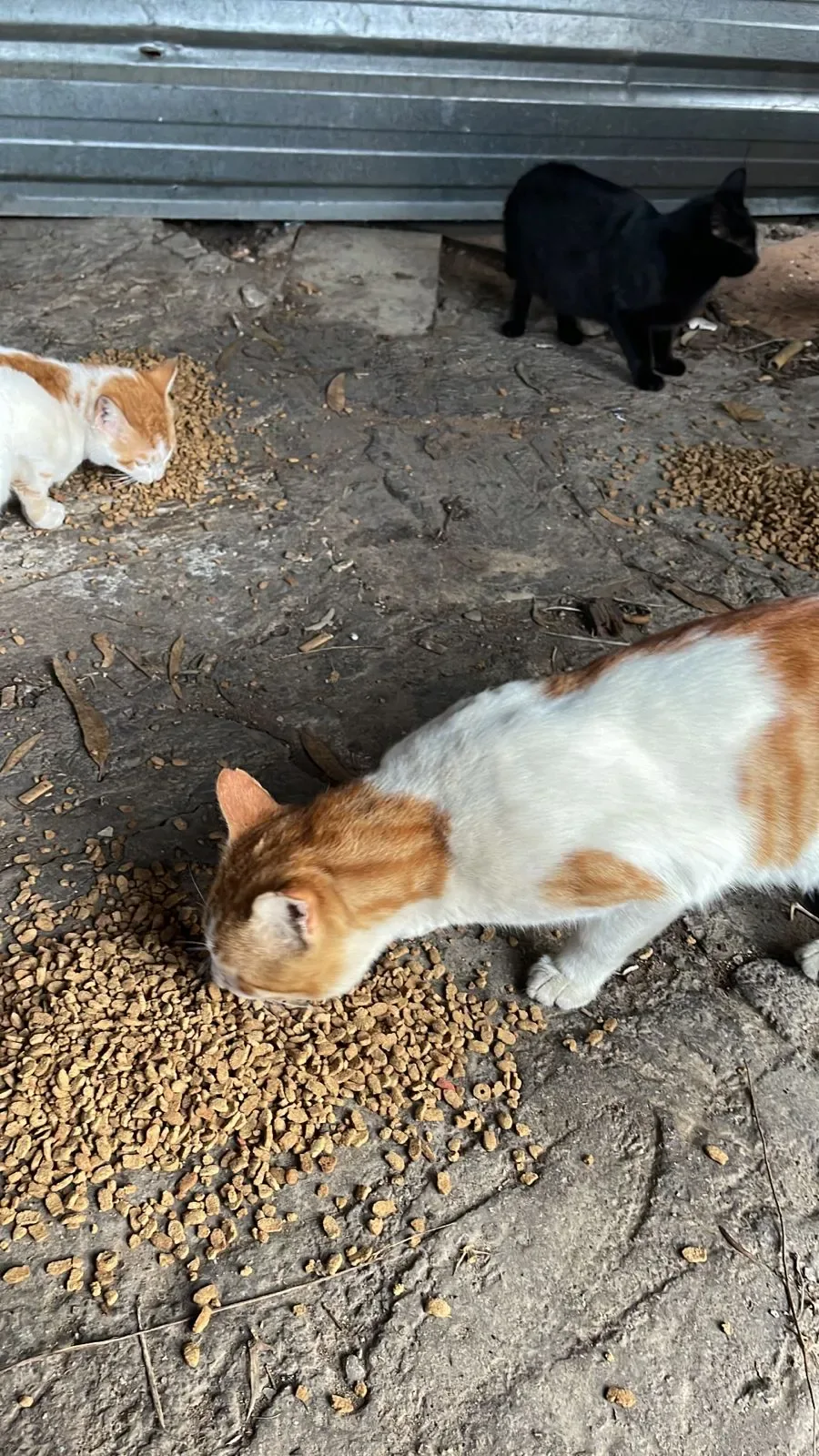 Rescued cat in our care