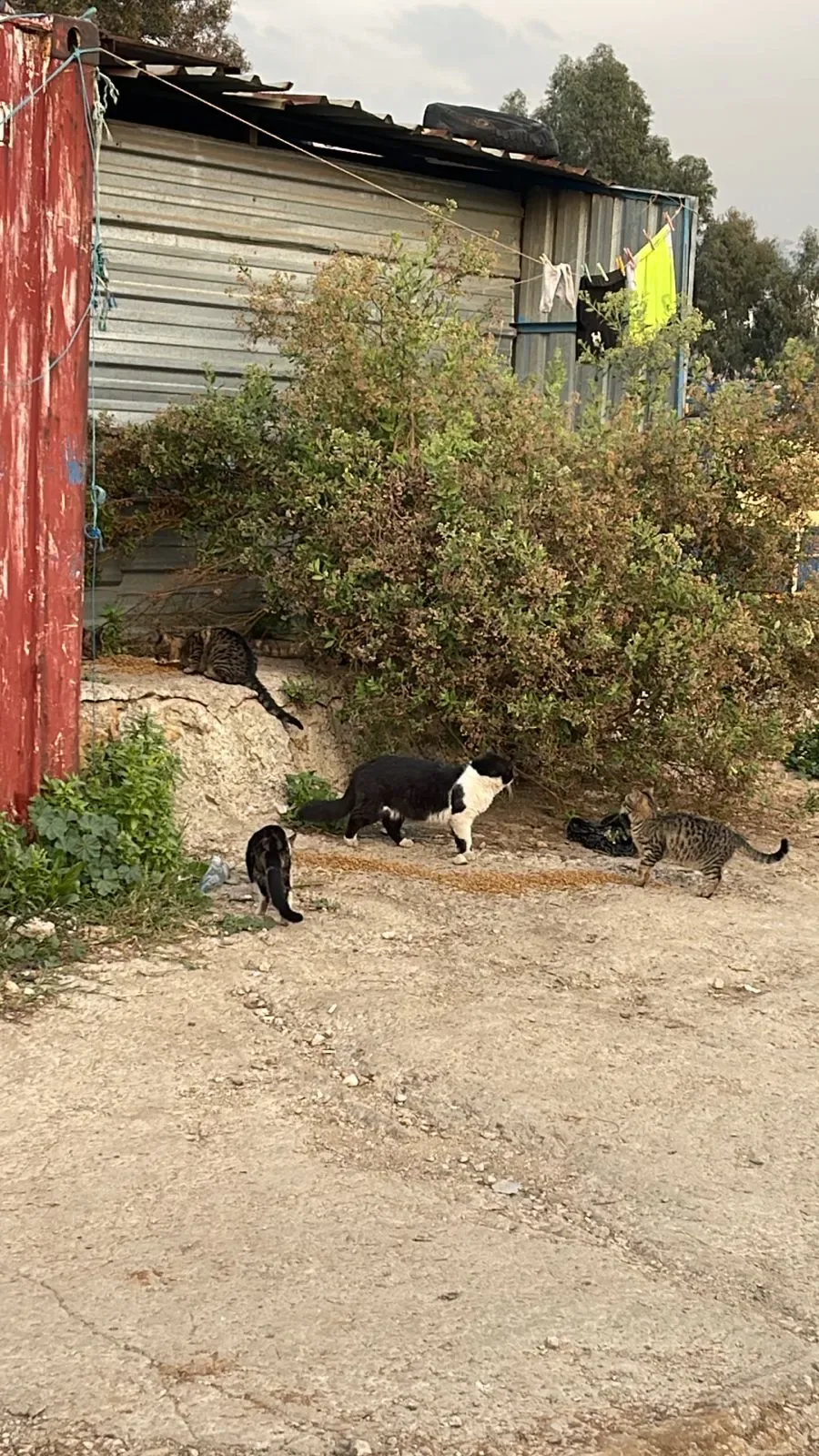 Monthly USDC donation for street animals surgery