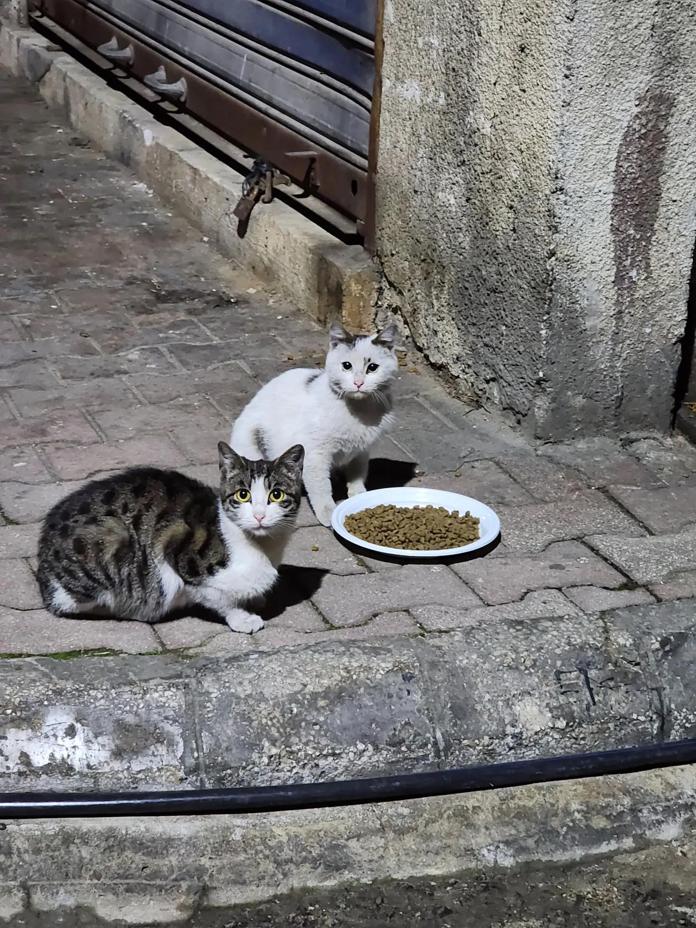 Where Does a $10 Crypto Donation for Stray Animals Go?