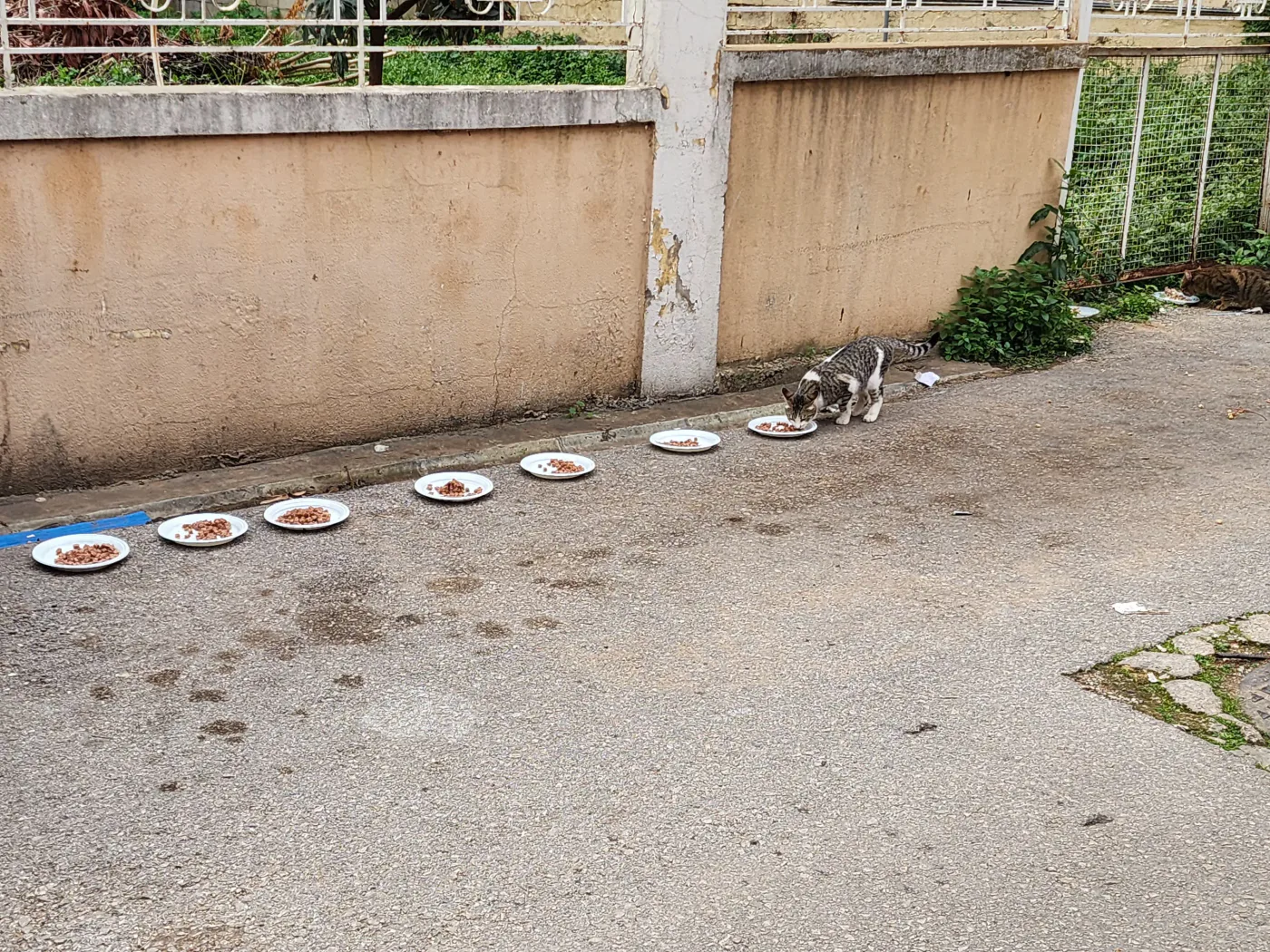 Monthly crypto donation for street animals rescue