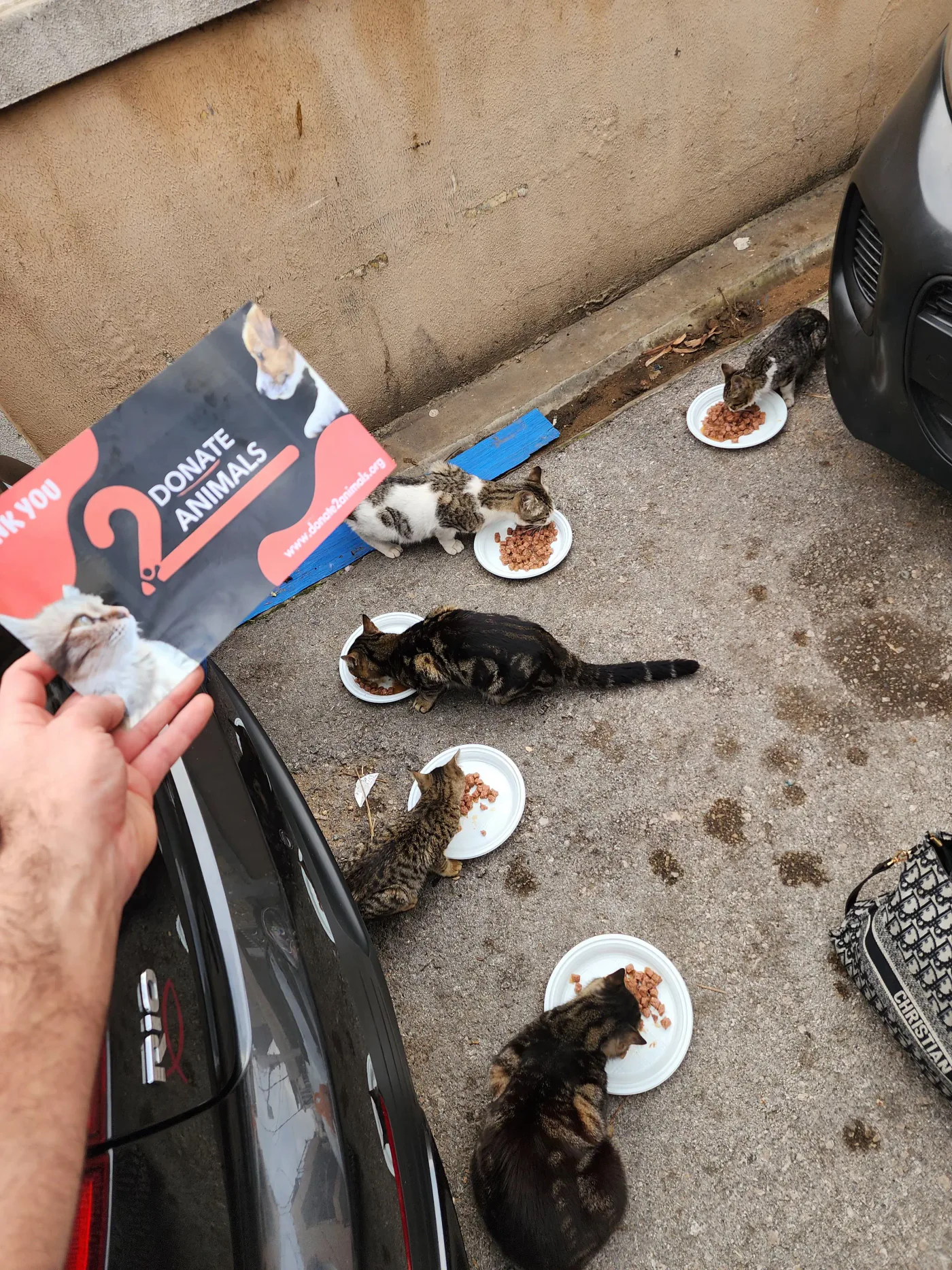 Monthly TRX donation for pets rescue