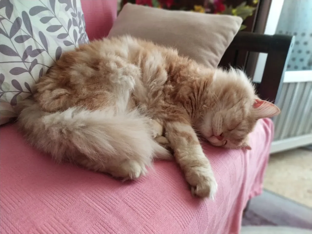 Donate Crypto to Pets — animal in our care