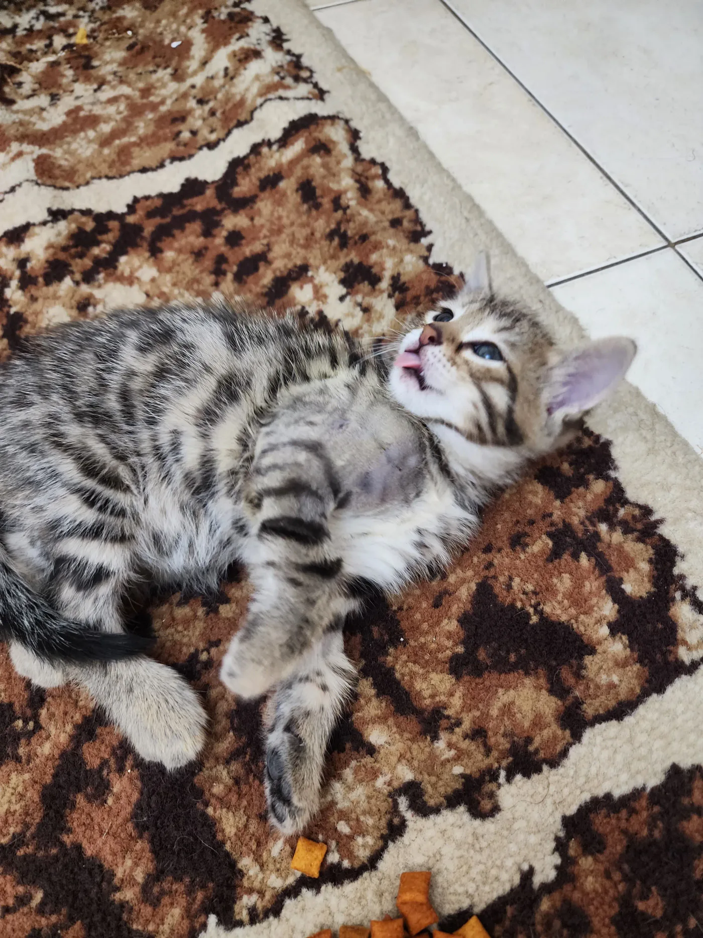 Donate Crypto to Pets — animal in our care