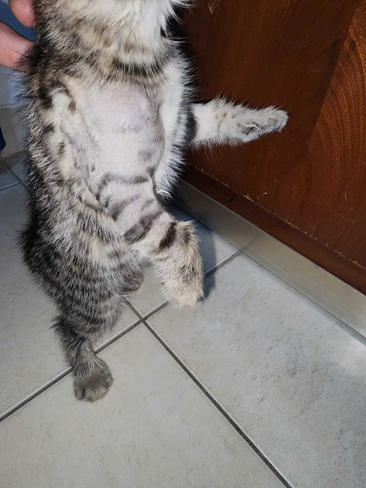 Donate Crypto to Pets — animal in our care