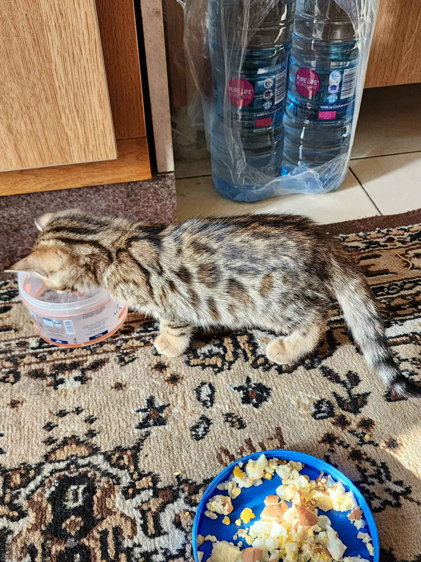 Donate Crypto to Pets — animal in our care