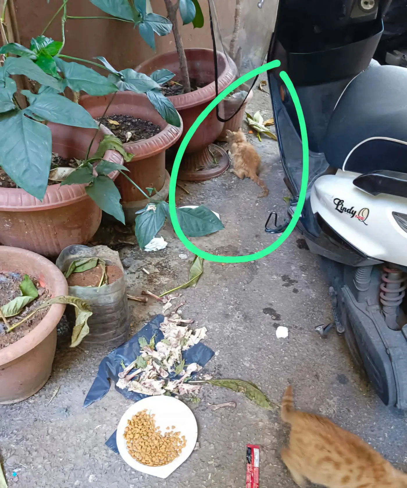 Donate Crypto to Pets — animal in our care