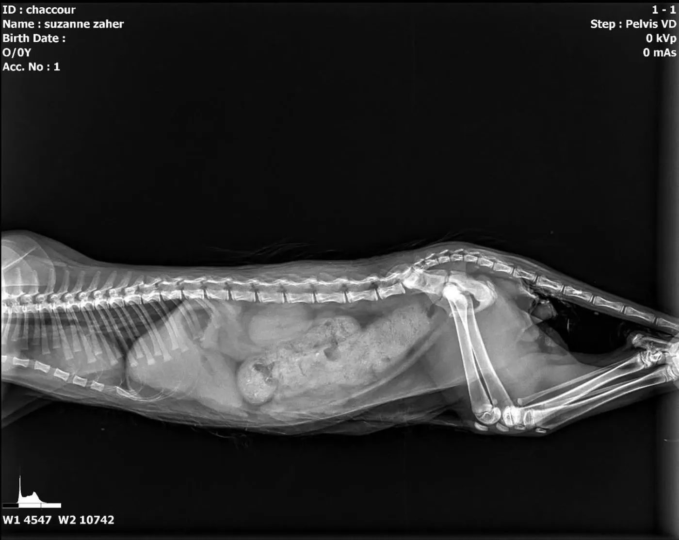 Donate Crypto to Pets — animal in our care