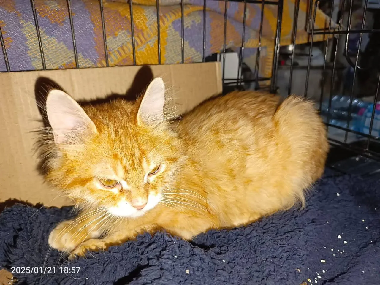Donate Crypto to Pets — animal in our care