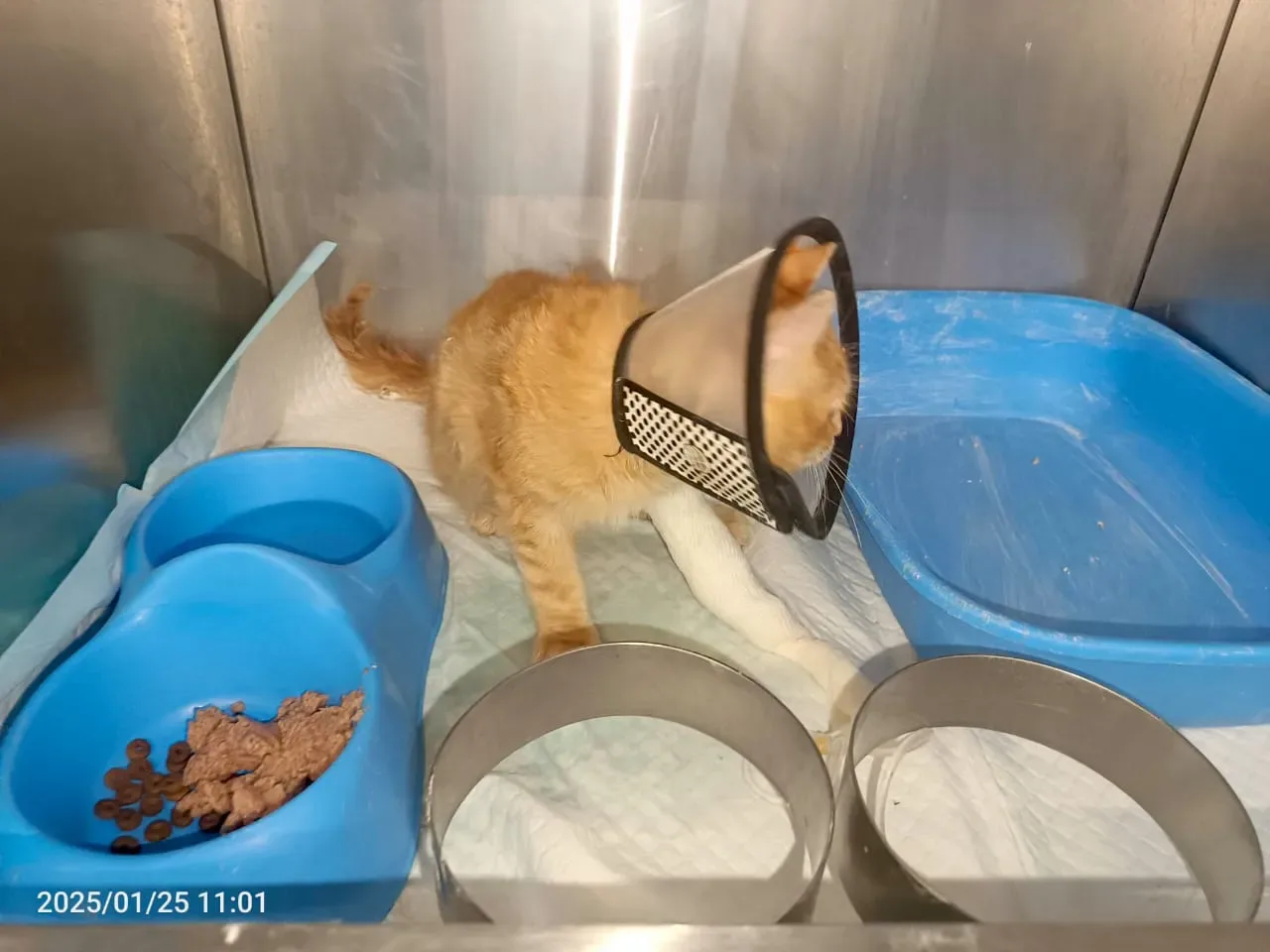 Donate Crypto to Pets — animal in our care