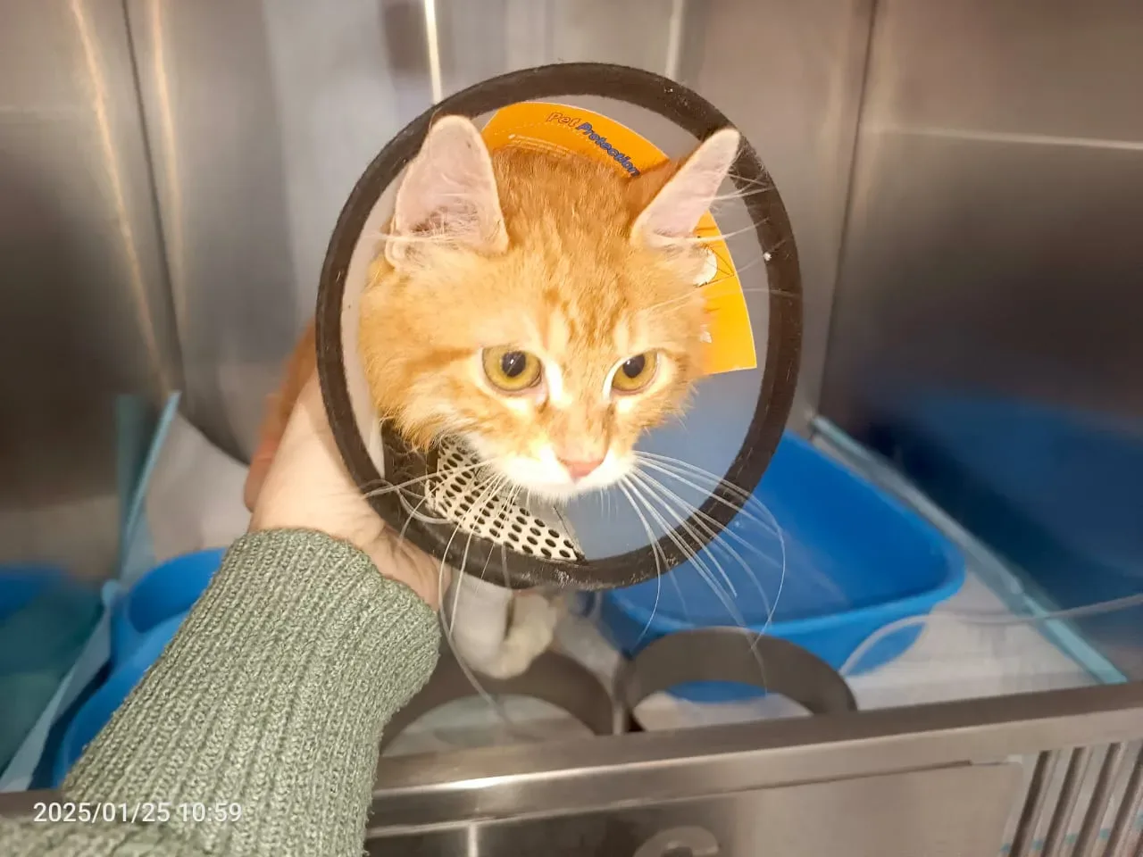 Donate Crypto to Pets — animal in our care